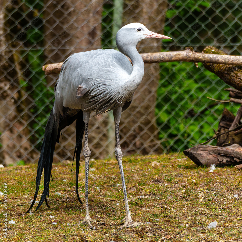 The Blue Crane, Grus paradisea, is an endangered bird