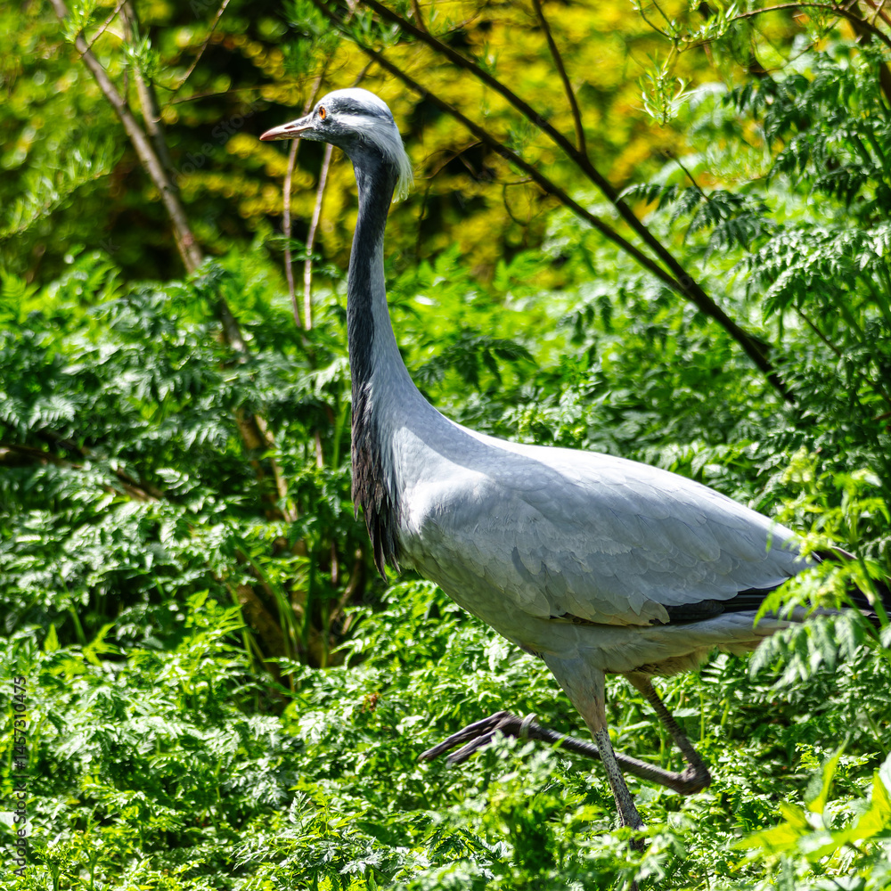 Demoiselle Crane, Anthropoides virgo are living in the bright green meadow during the day time