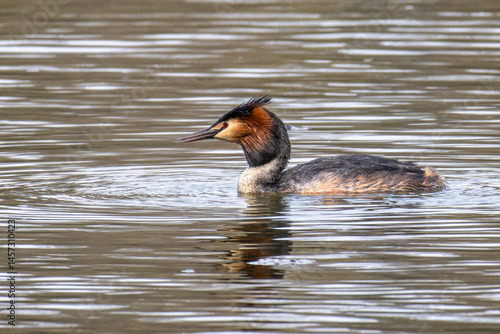 Obraz na płótnie Great Crested Grebe, Podiceps cristatus with beautiful orange colors, a water bird with red eyes. w salonie