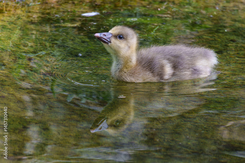 Obraz na płótnie Beautiful yellow fluffy greylag goose baby gosling in spring, Anser anser w salonie
