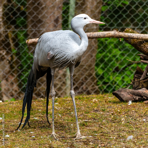 Obraz na płótnie The Blue Crane, Grus paradisea, is an endangered bird w salonie