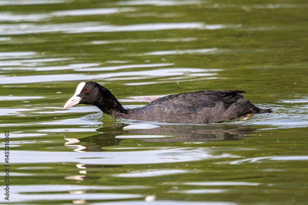 The Eurasian coot, Fulica atra swimming on the Kleinhesseloher Lake at Munich, Germany