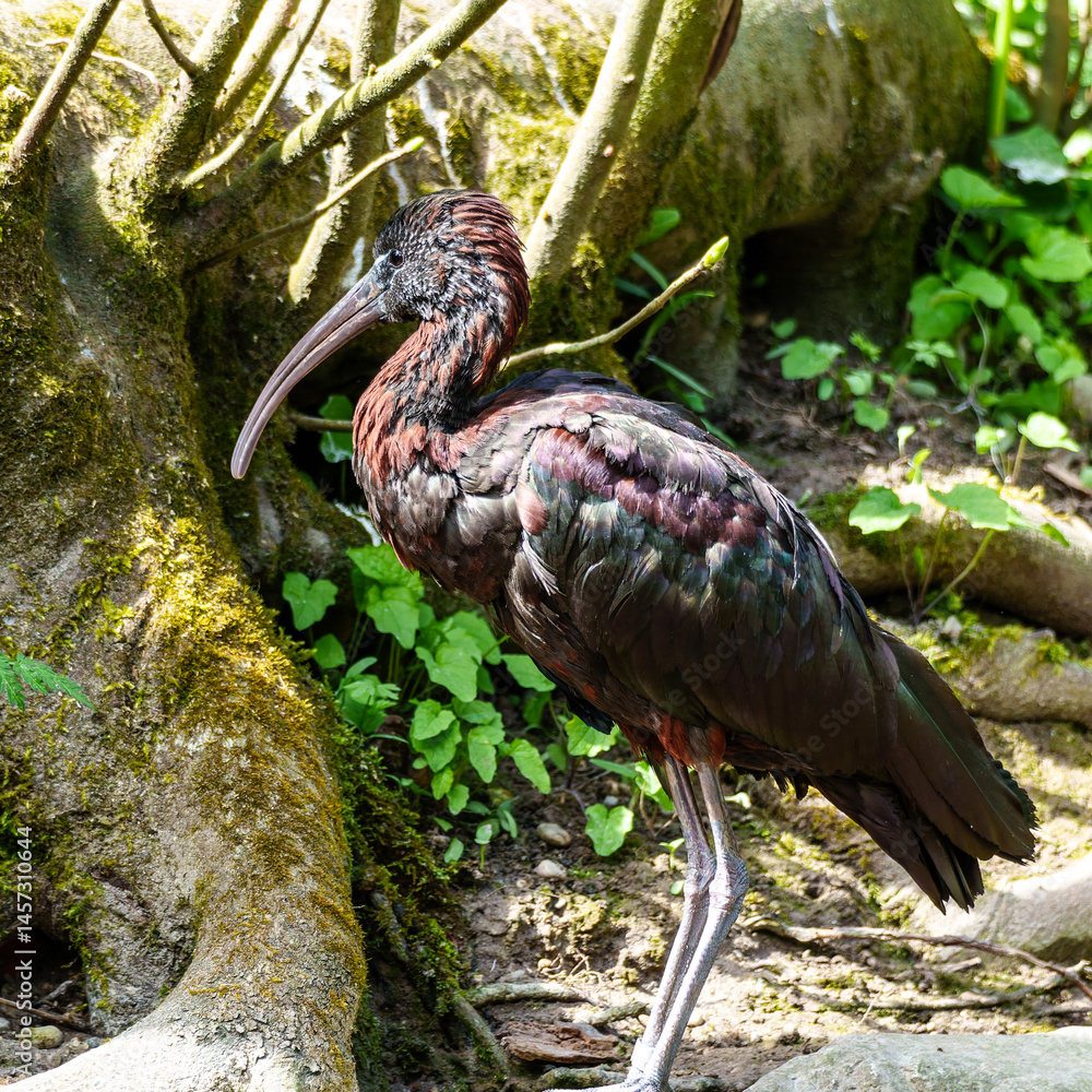 Glossy ibis, Plegadis falcinellus in a german nature park