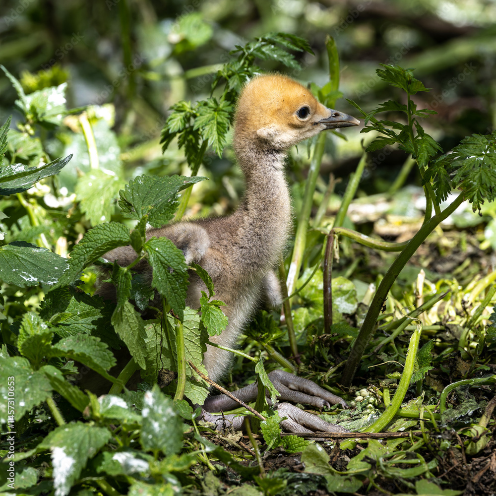 Beautiful yellow fluffy Demoiselle Crane baby gosling, Anthropoides virgo in a bright green meadow