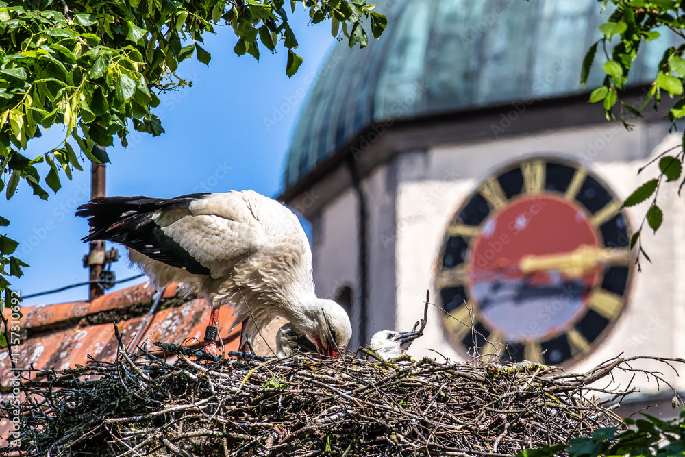 European white Stork, Ciconia ciconia with small babies on the nest in Oettingen, Swabia, Bavaria, Germany, Europe