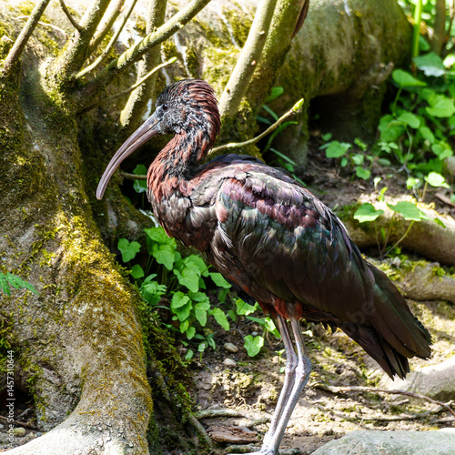 Obraz na płótnie Glossy ibis, Plegadis falcinellus in a german nature park w salonie