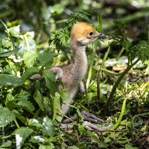 Obraz na płótnie Beautiful yellow fluffy Demoiselle Crane baby gosling, Anthropoides virgo in a bright green meadow w salonie