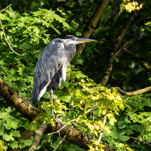 Obraz na płótnie Grey heron, Ardea cinerea, sitting on a branch in a tree and looking around w salonie