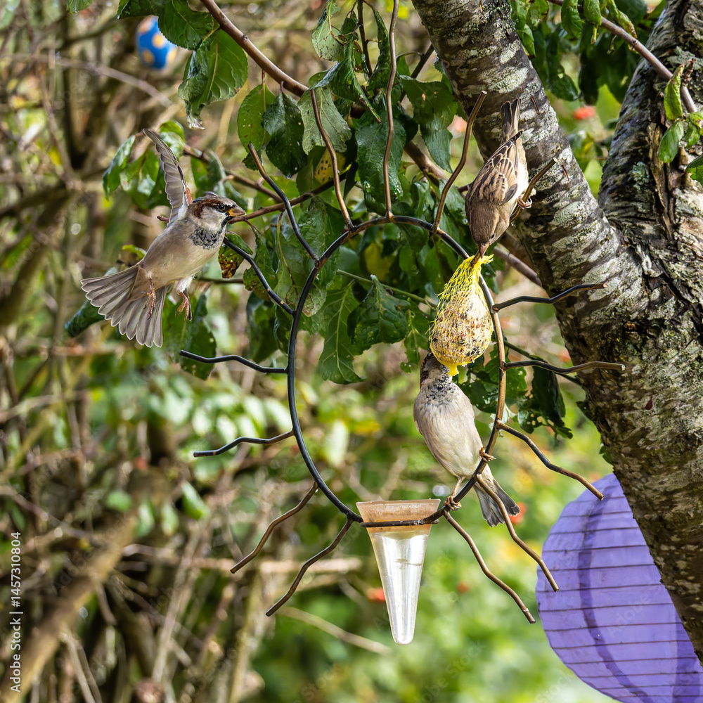 House sparrow bird, Passer domesticus perched on bird feeder containing birdseed.