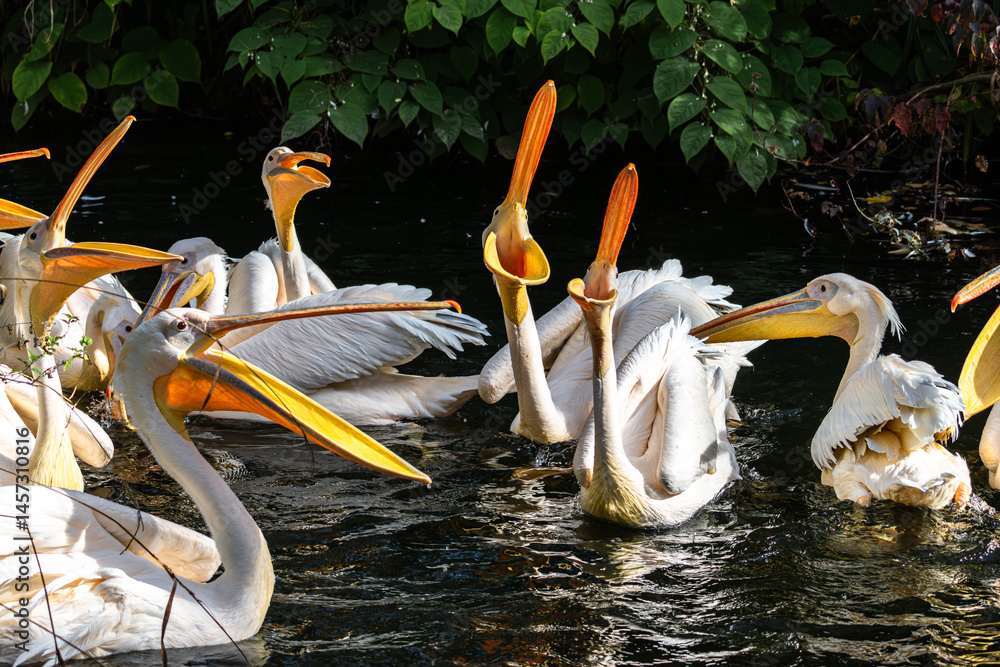 Great White Pelican, Pelecanus onocrotalus in a park