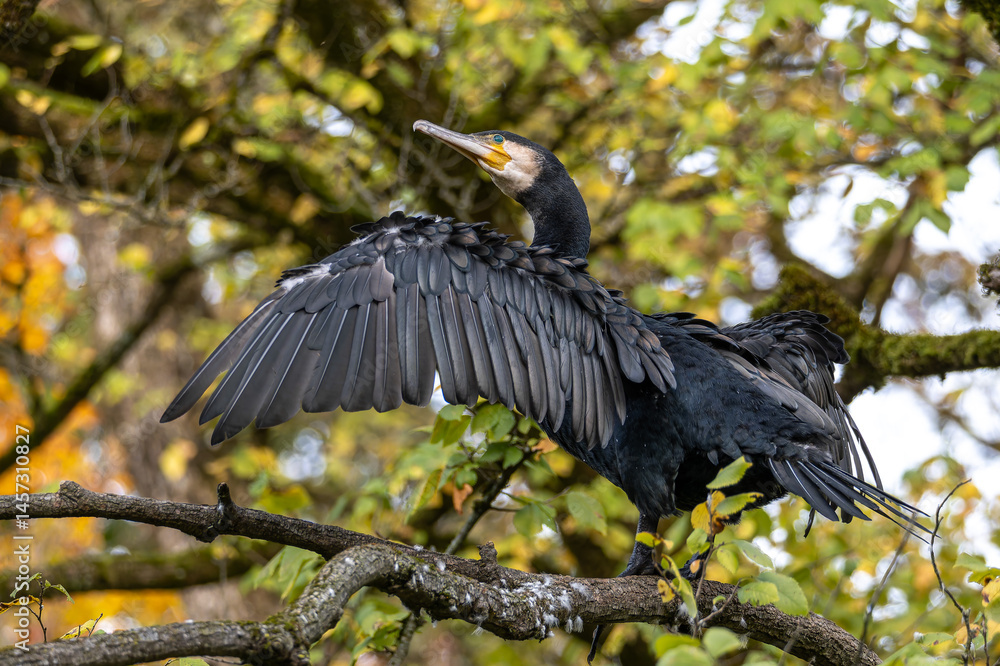 The great cormorant, Phalacrocorax carbo sitting on a branch