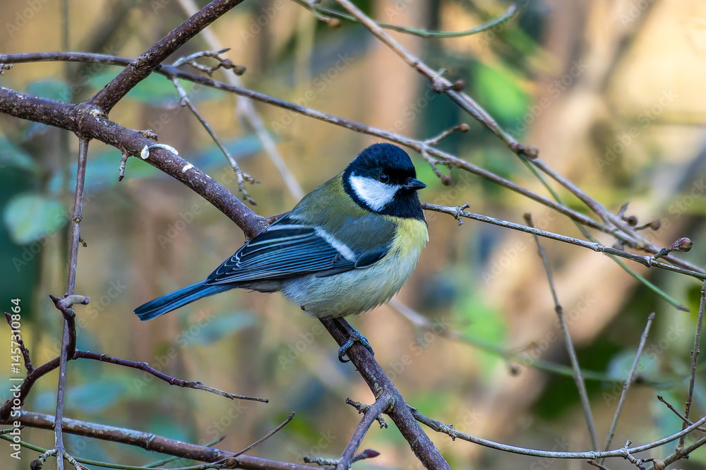 The Great Tit, Parus major from the tit family Paridae, perched on a bird feeder containing birdseed.