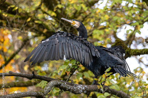 Obraz na płótnie The great cormorant, Phalacrocorax carbo sitting on a branch w salonie