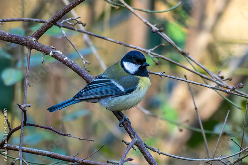 Obraz na płótnie The Great Tit, Parus major from the tit family Paridae, perched on a bird feeder containing birdseed. w salonie