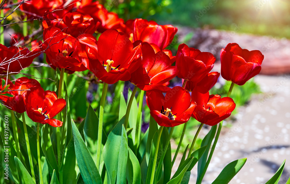 Spring red flower tulips. Bunch dutch flowers with green leaves. Sunny day.