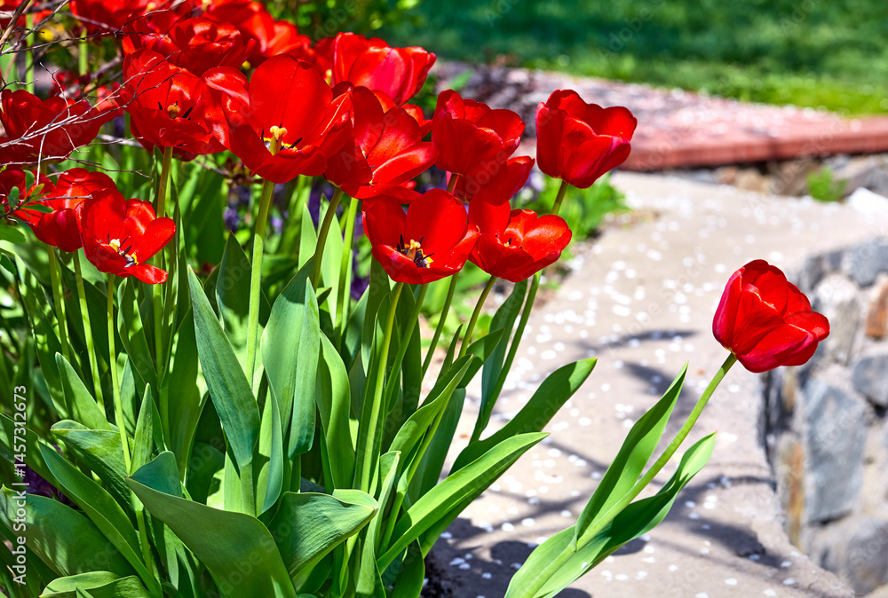 Spring red flower tulips. Bunch of dutch flowers with green leaves. Sunny day in the garden with landscape design.