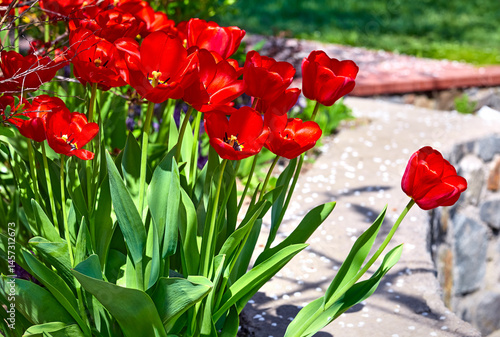 Obraz na płótnie Spring red flower tulips. Bunch of dutch flowers with green leaves. Sunny day in the garden with landscape design. w salonie