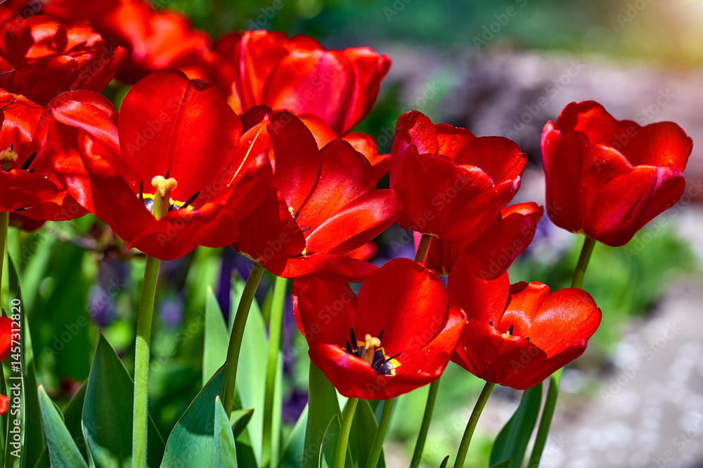 Spring red flower tulips. Bunch dutch flowers with green leaves. Sunny day.