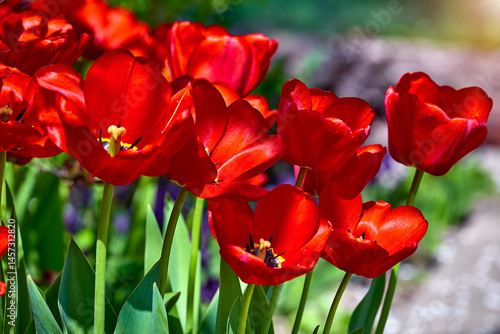 Obraz na płótnie Spring red flower tulips. Bunch dutch flowers with green leaves. Sunny day. w salonie