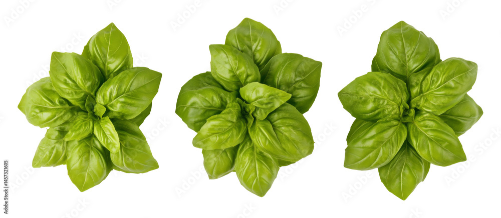Three vibrant green basil leaves in a row on transparent background, fresh herb concept Three vibrant green basil leaves in a row on transparent background, fresh herb concept
