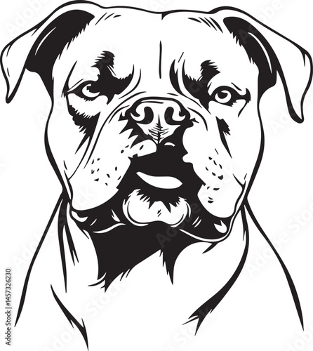 portrait of a black and white american bulldog