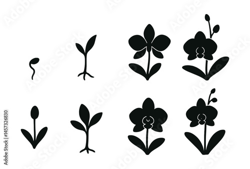 Orchid growth stages icons set – seedling, sprout, bud, bloom, flower, leaf. Vector icons set