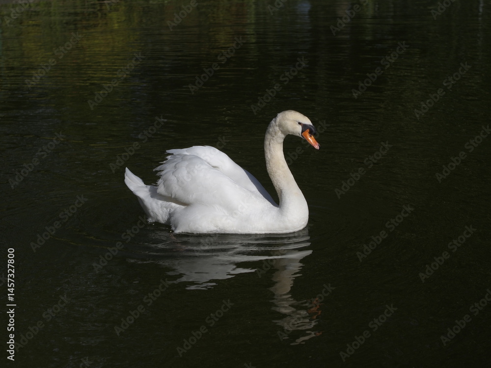 cisne cisne