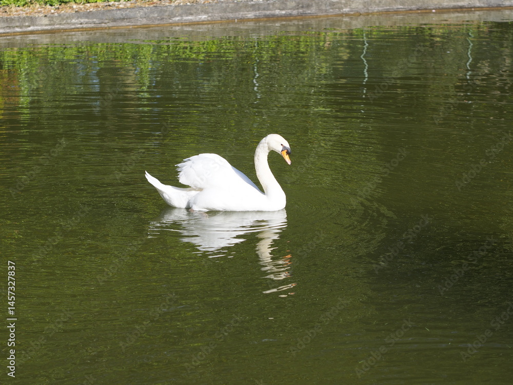 cisne cisne