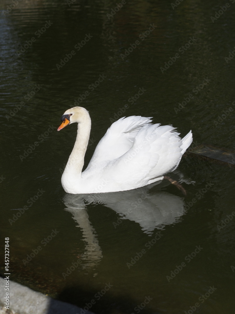 Naklejka premium cisne