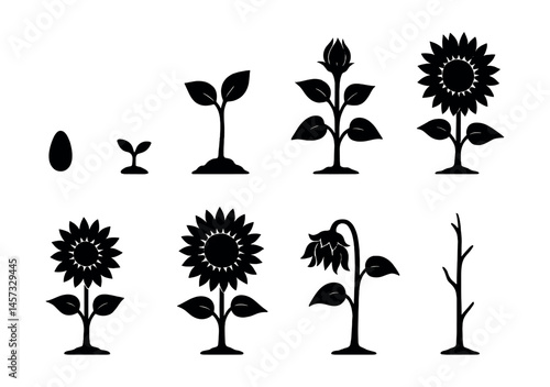 Sunflower growth stages icons set – germination, seedling, budding, blooming, wilting, withering. Vector icons set