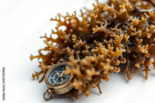 Obraz na płótnie Macro Seaweed with Antique Compass w salonie