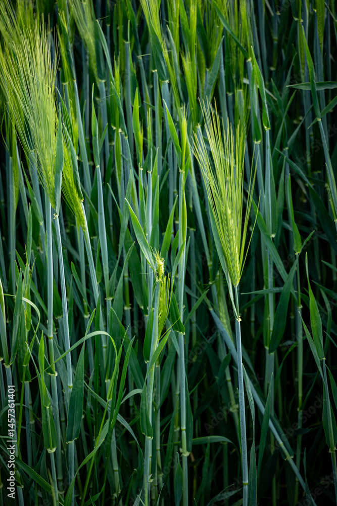 Fototapeta premium green grass in the wind