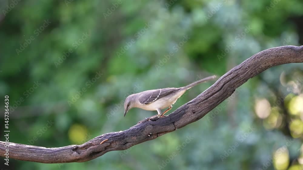 A northern mockingbird perched on a vine A northern mockingbird perched on a vine