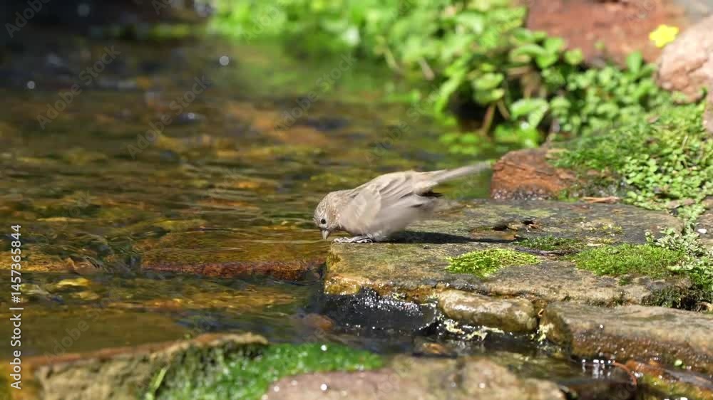 A house finch drinking from a stream A house finch drinking from a stream