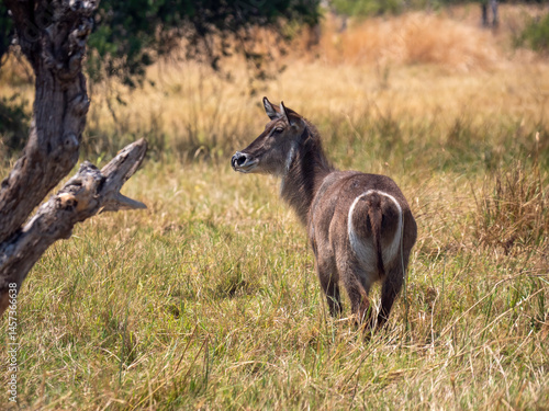 Fotografía A waterbuck (Kobus ellipsiprymnus) in Hwange National Park in Zimbabwe