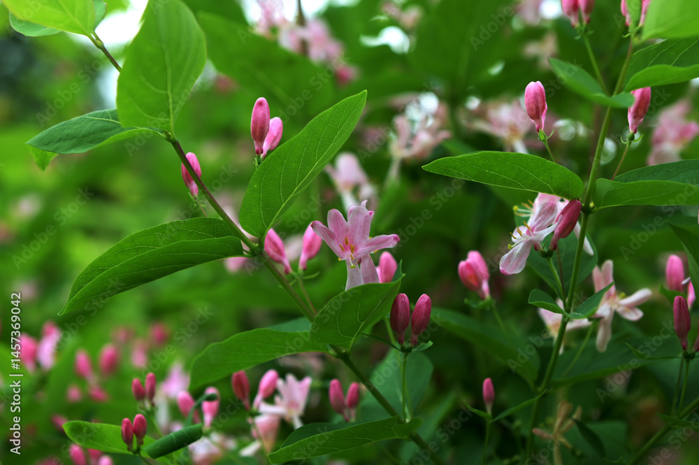 Tatarian honeysuckle (Lonicera tatarica) blooming in the garden. Tatarian honeysuckle (Lonicera tatarica) blooming in the garden.