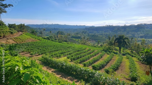 Wallpaper Mural Hillside farm, terraced fields, lush greenery, sunny sky. Torontodigital.ca