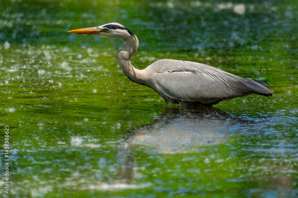 Naklejka premium Grey heron in the river