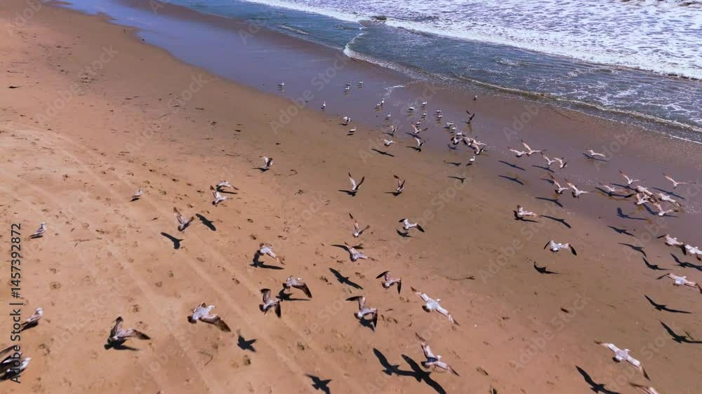 Slow Motion Flight of Seagulls Over Beach Shore Slow Motion Flight of Seagulls Over Beach Shore