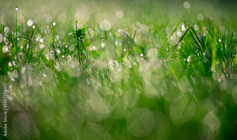 Obraz premium tło z soczystej trawy z pięknym rozmyciem