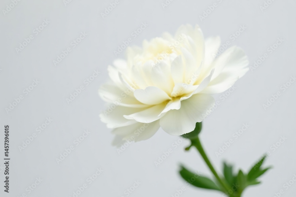 Fototapeta premium Single white carnation, pure white petals, minimalist backdrop, bloom, carnation