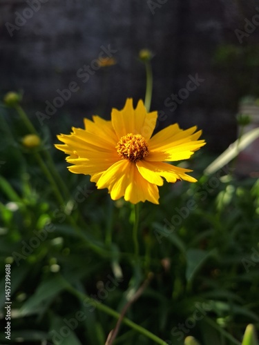 yellow flower