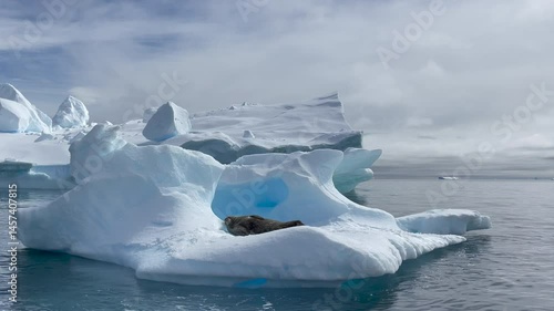 A Weddell seal is resting comfortably on an iceberg amid the tranquil waters of Antarctica