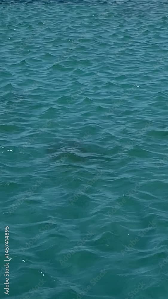 Blue ocean water background.Calm sea waves natural texture.Summer vacation concept,4K vertical video
Blue ocean water background.Calm sea waves natural texture.Summer vacation concept,4K vertical video