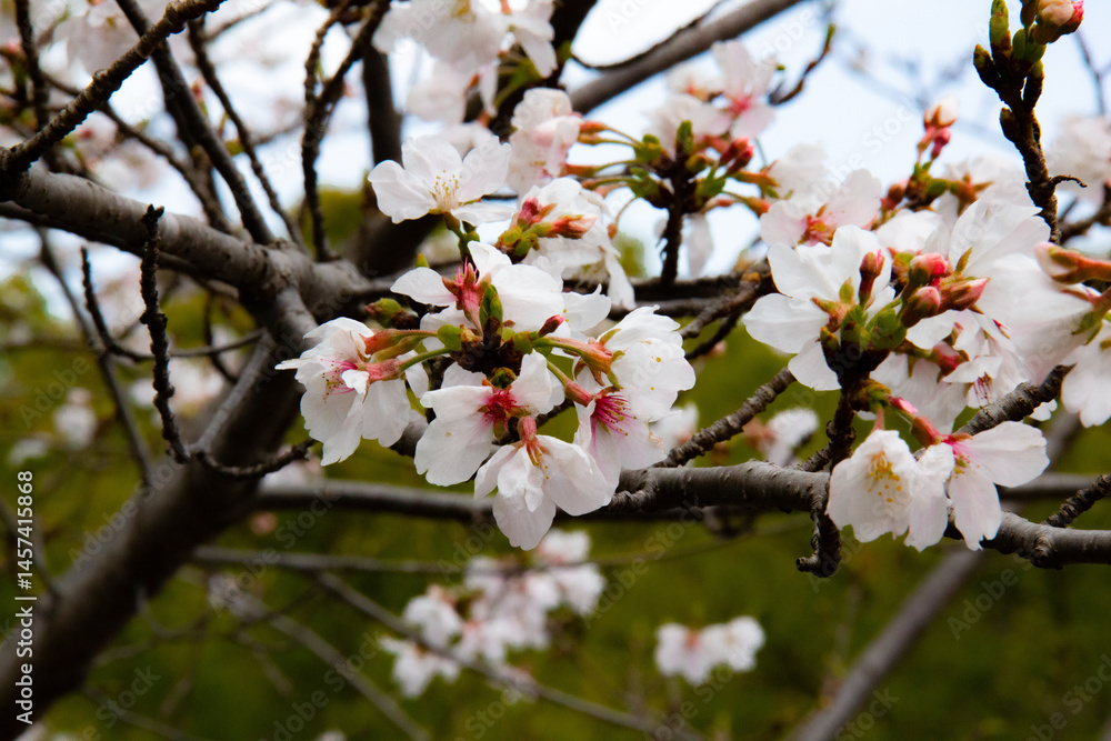 Obraz premium Sakura o Cerezo