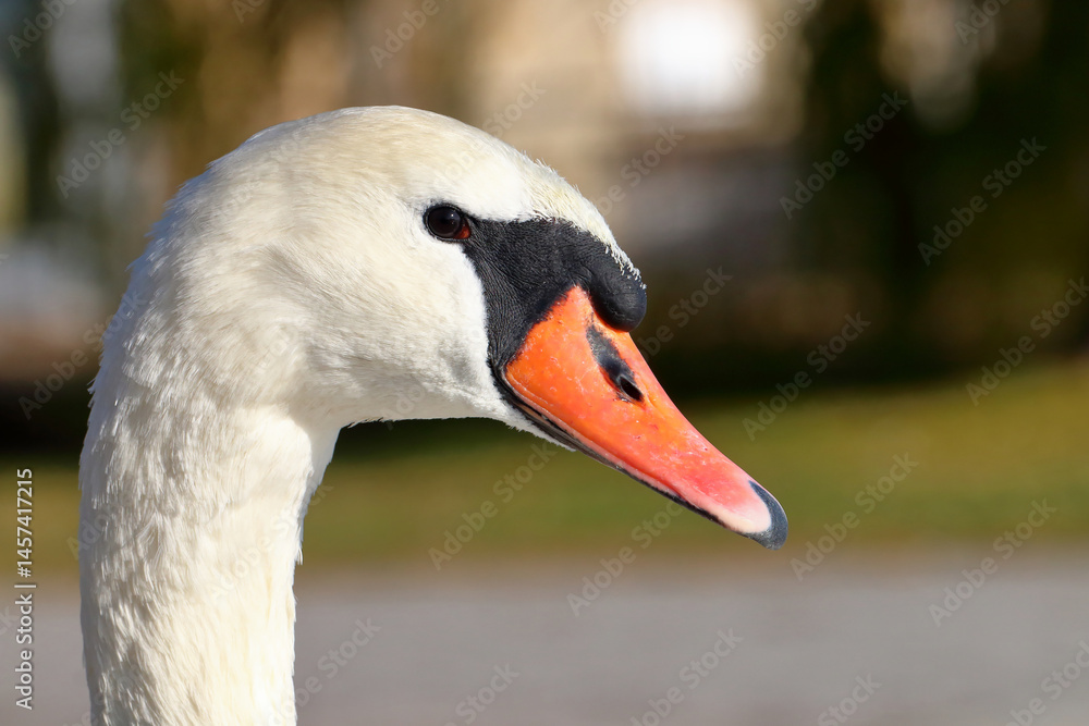 Close-up of a swan. Close-up of a swan.