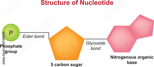 Structure of Nucleotide, Nitrogenous organic base vector illustration.