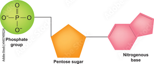 Chemical structure of DNA nucleotide vector illustration.
