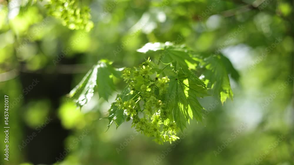 Young maple bloom in the spring sun. Glowing leaves in the ambient light . Selective focus, blurred background Young maple bloom in the spring sun. Glowing leaves in the ambient light . Selective focus, blurred background