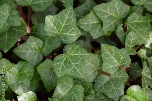 Bild auf Leinwand A natural layer of common ivy leaves sprawls across the ground, their rich bright green tones creating a dense, textured carpet of foliage